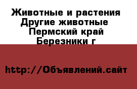 Животные и растения Другие животные. Пермский край,Березники г.